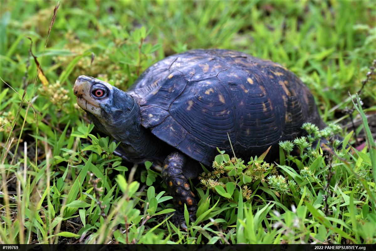 Eastern Box Turtle