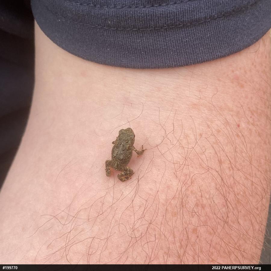 Eastern American Toad