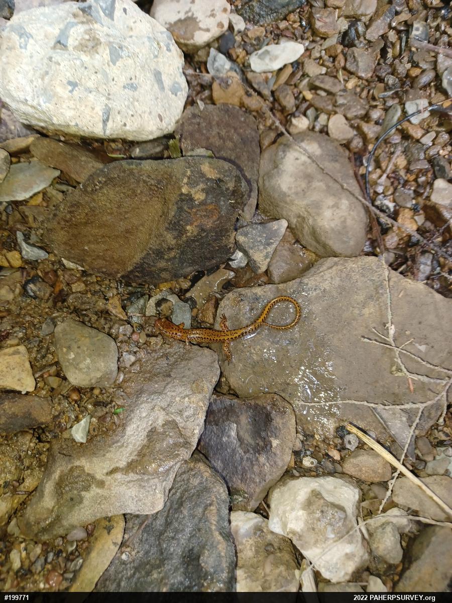 Eastern Long-tailed Salamander