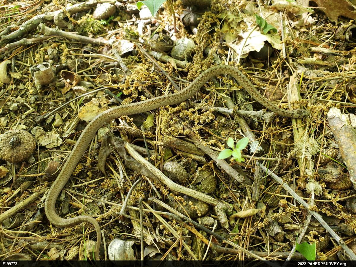 Dekay's Brownsnake