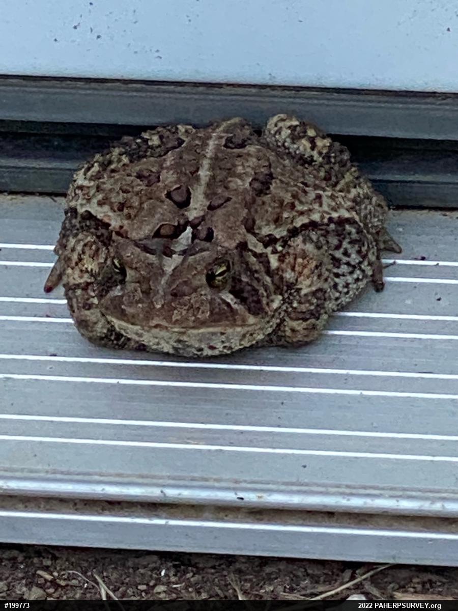 Eastern American Toad
