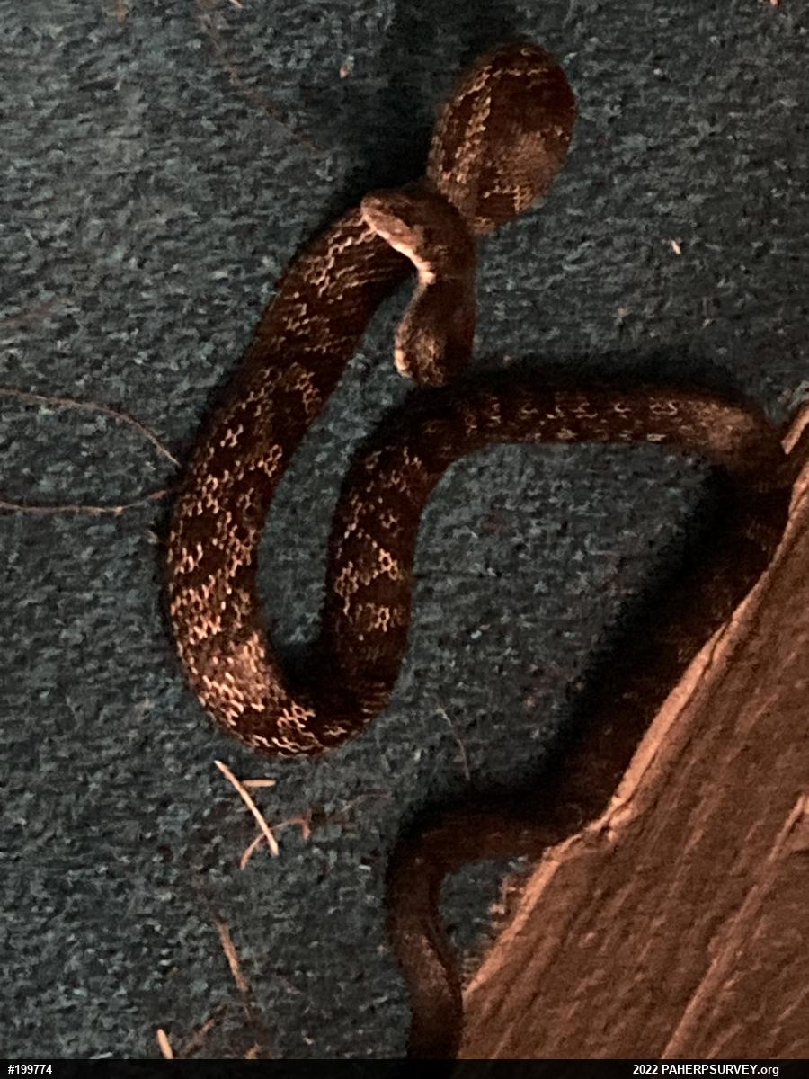 Eastern Ratsnake