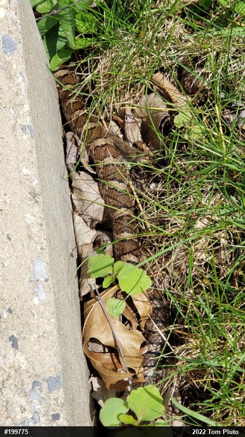 Eastern Milksnake