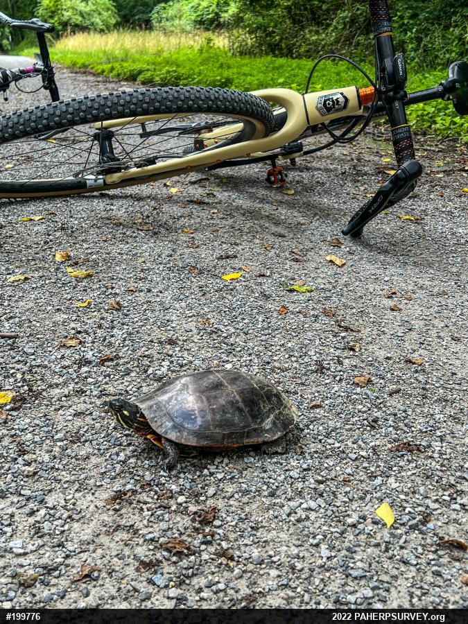 Eastern Painted Turtle