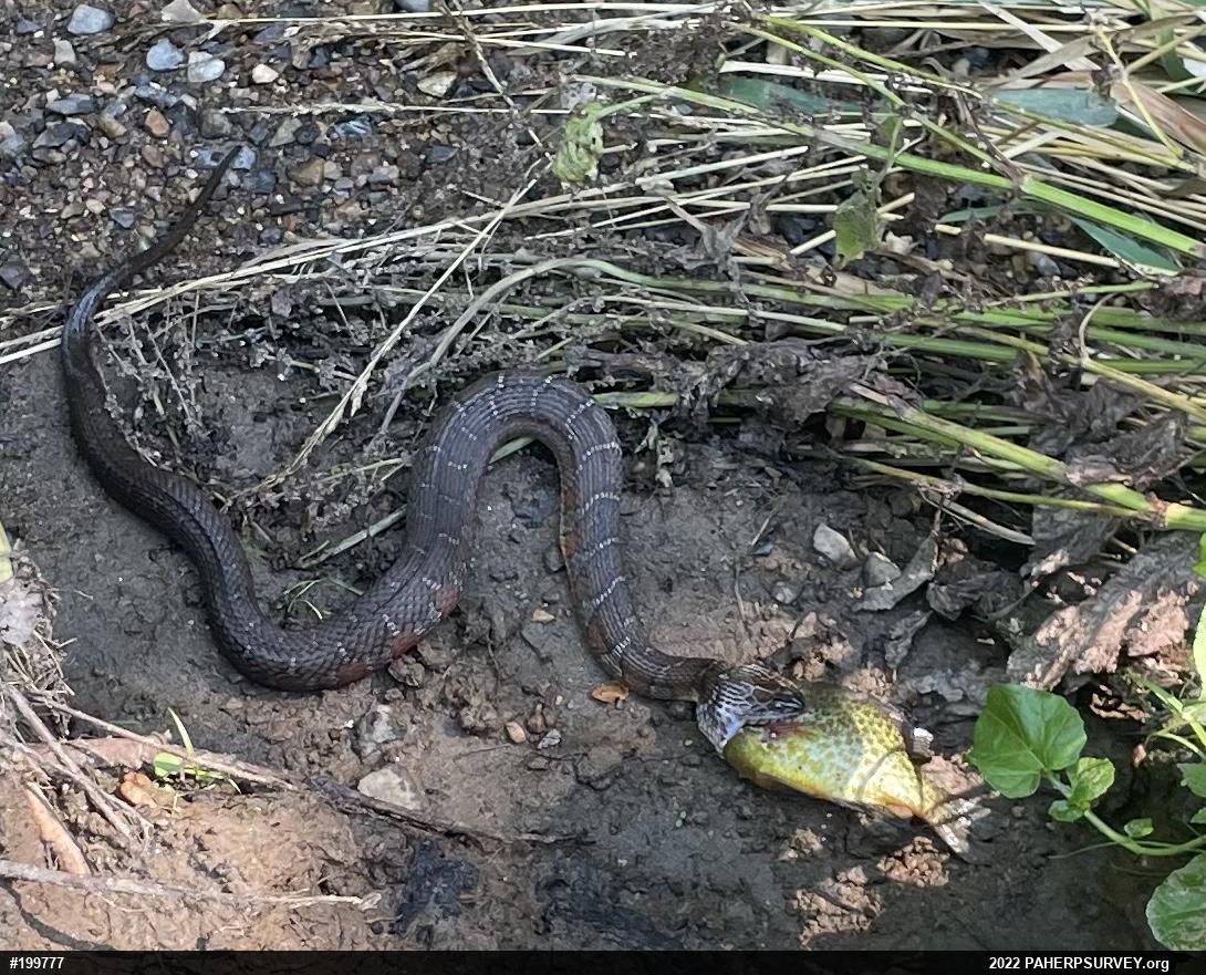 Northern Watersnake