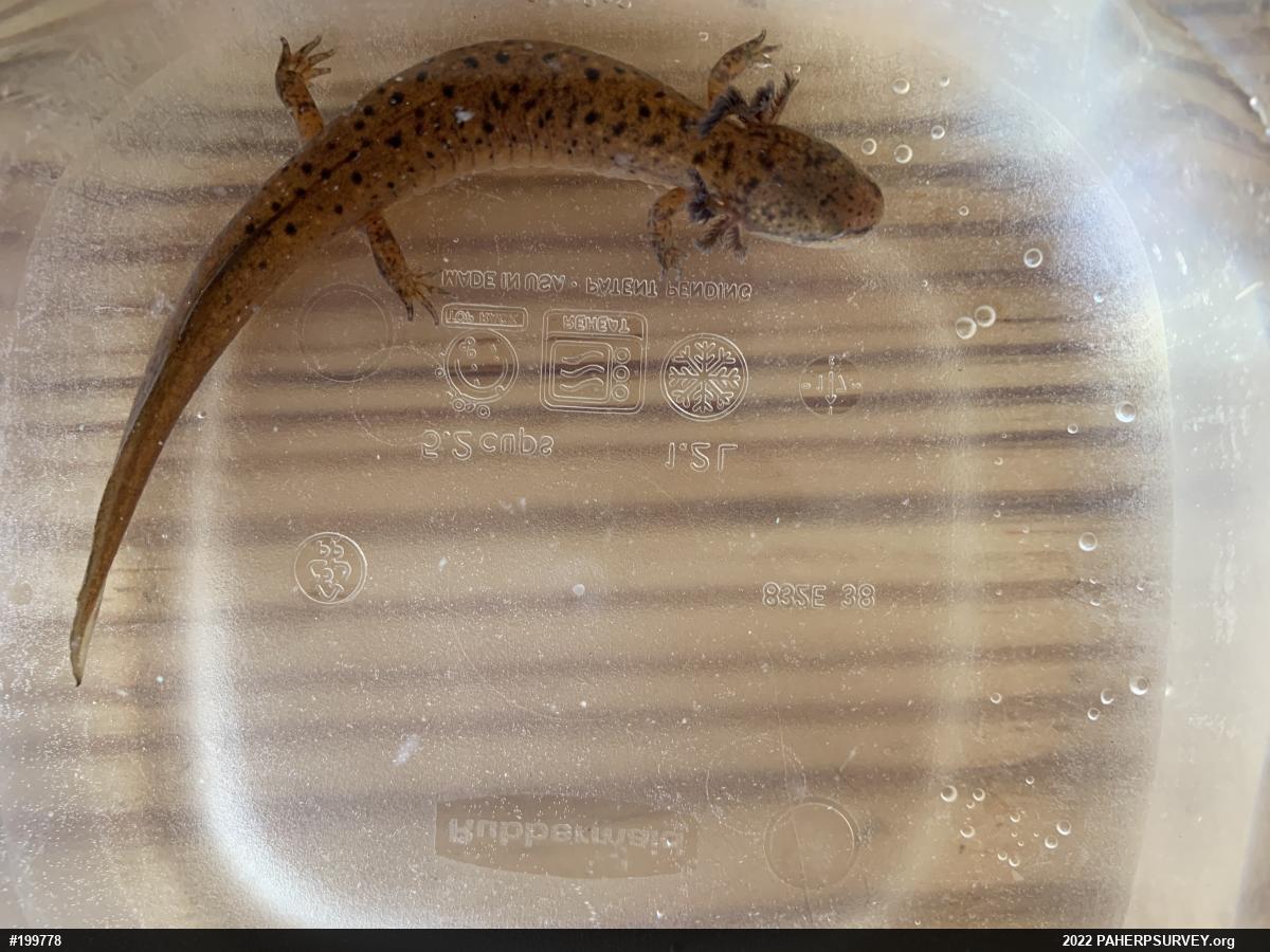 Northern Red Salamander