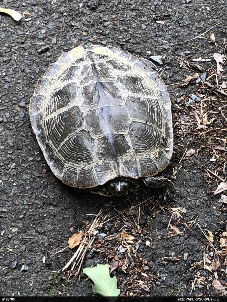 Northern Map Turtle