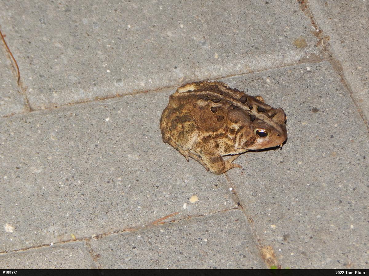 Eastern American Toad