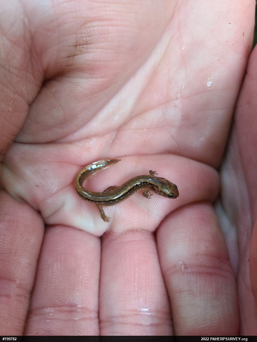 Northern Two-lined Salamander