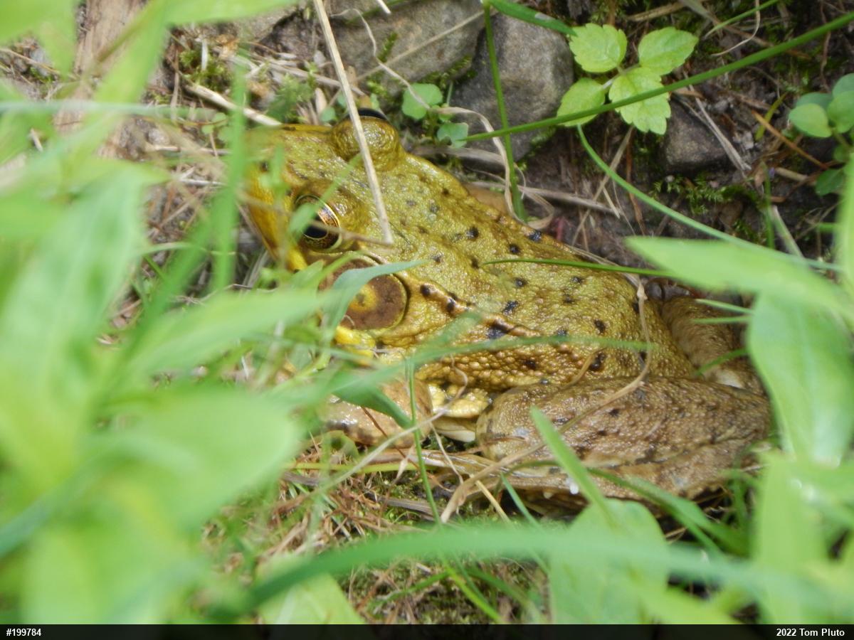 Green Frog