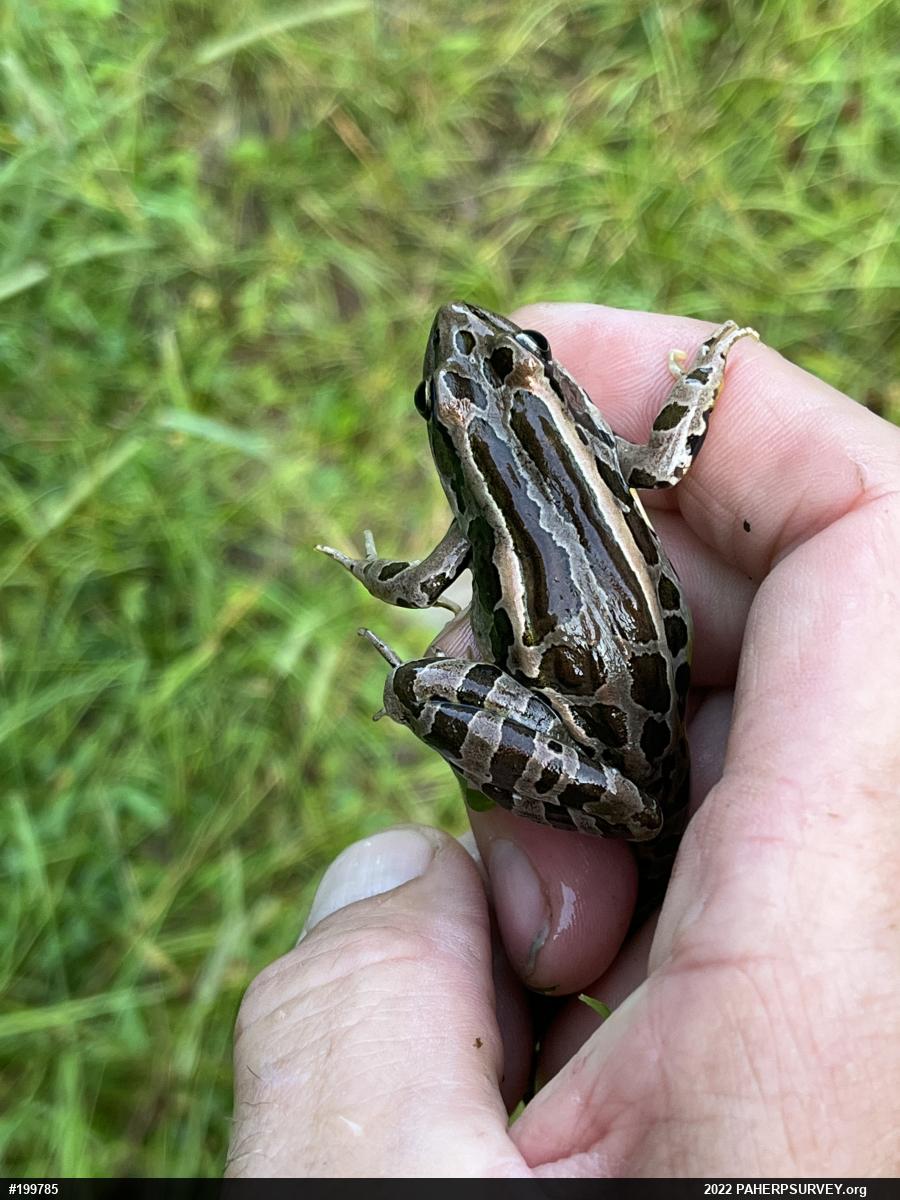 Pickerel Frog