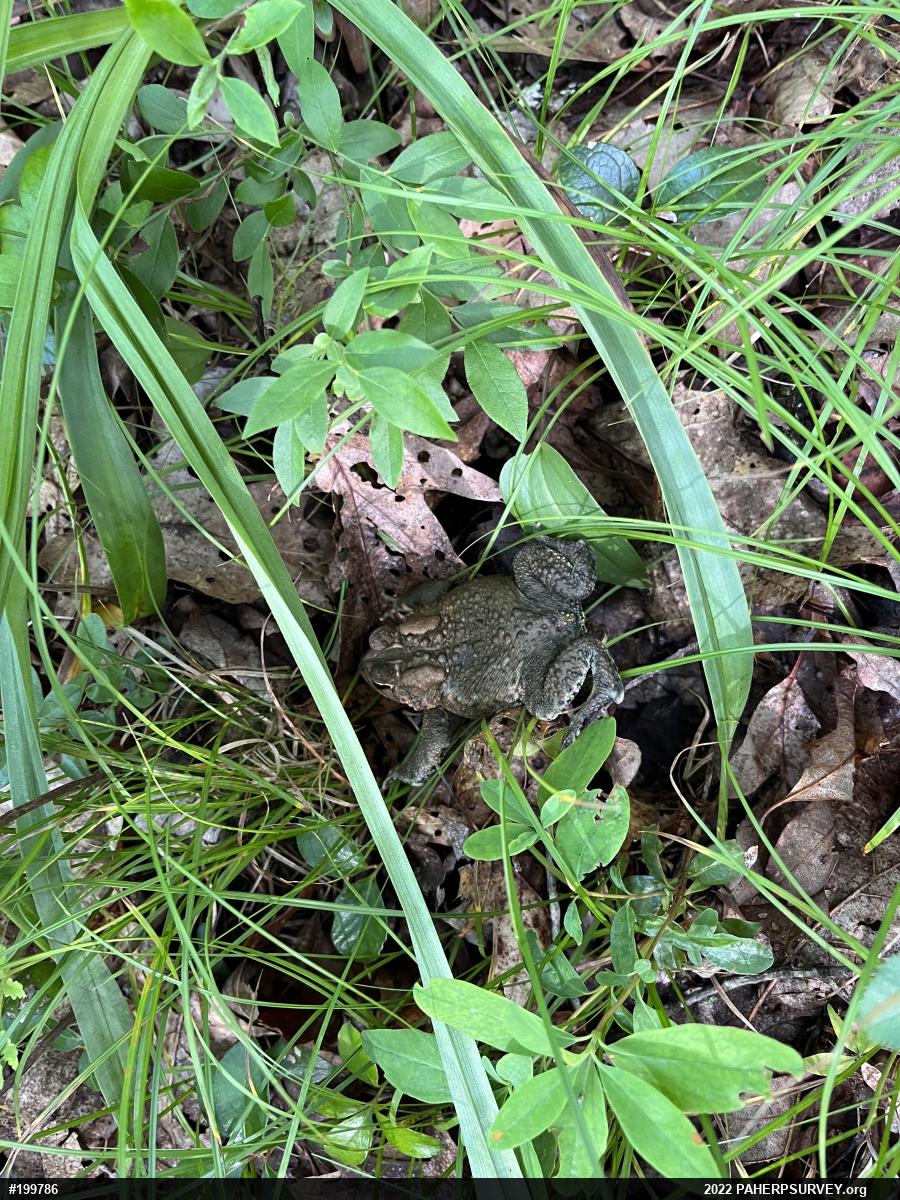 Eastern American Toad
