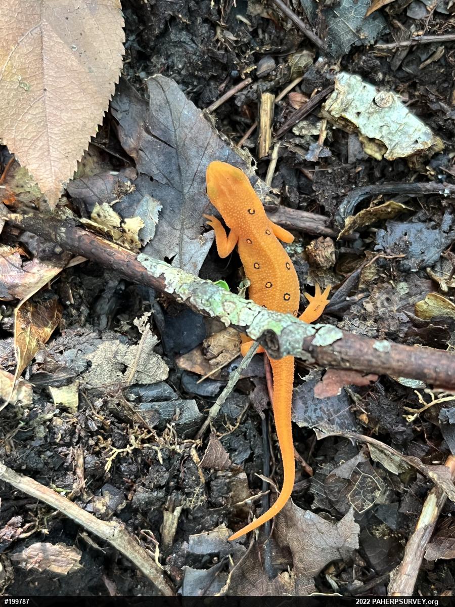 Red-spotted Newt