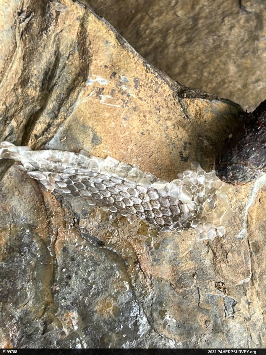 Northern Ring-necked Snake