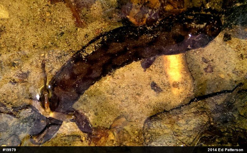 Seal Salamander