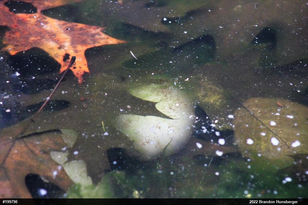Spotted Salamander