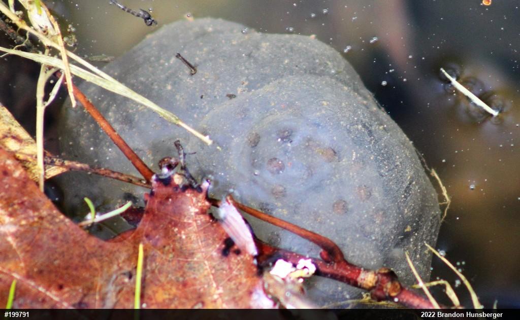 Spotted Salamander