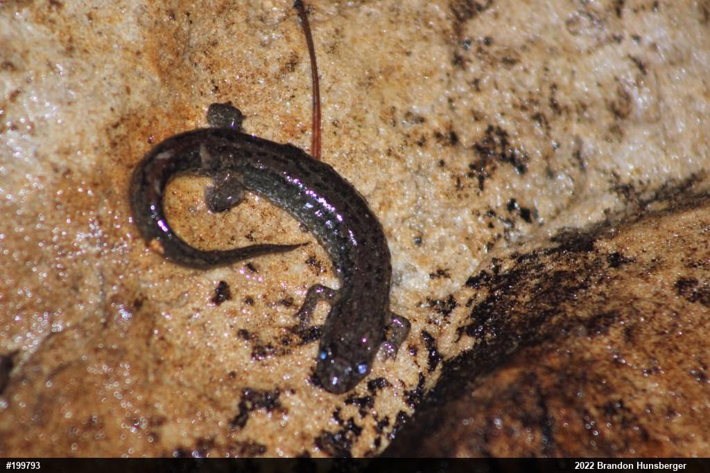 Northern Dusky Salamander