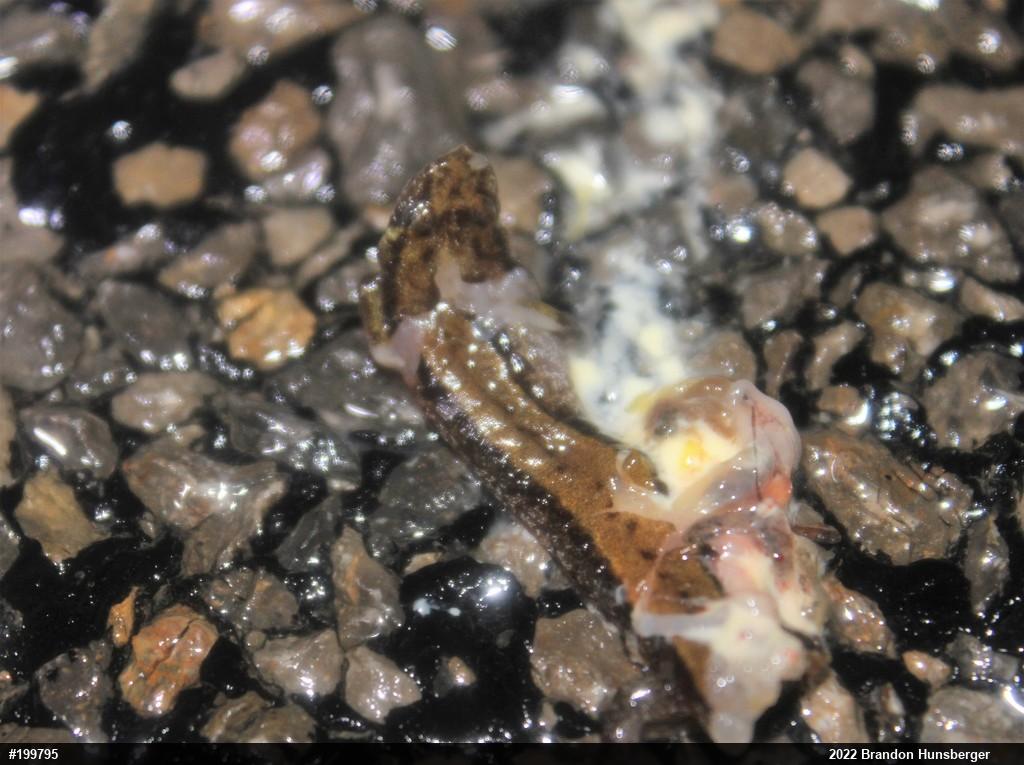 Allegheny Mountain Dusky Salamander