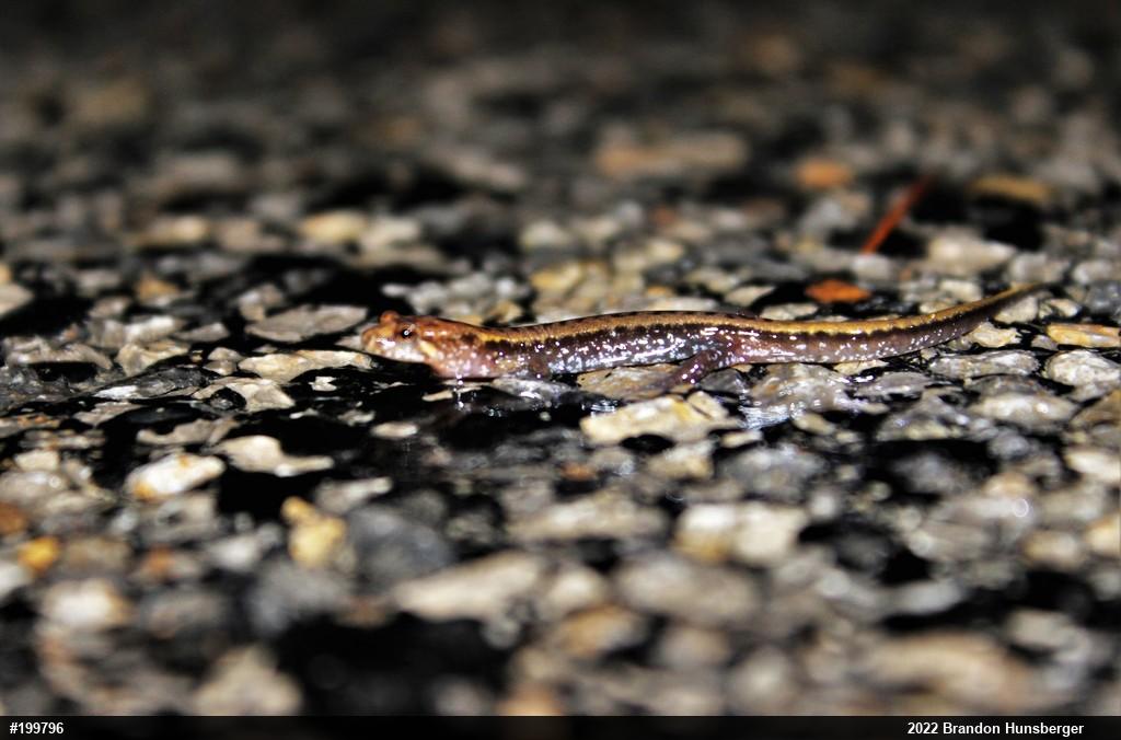 Allegheny Mountain Dusky Salamander