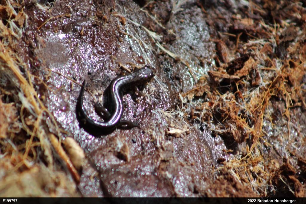Allegheny Mountain Dusky Salamander