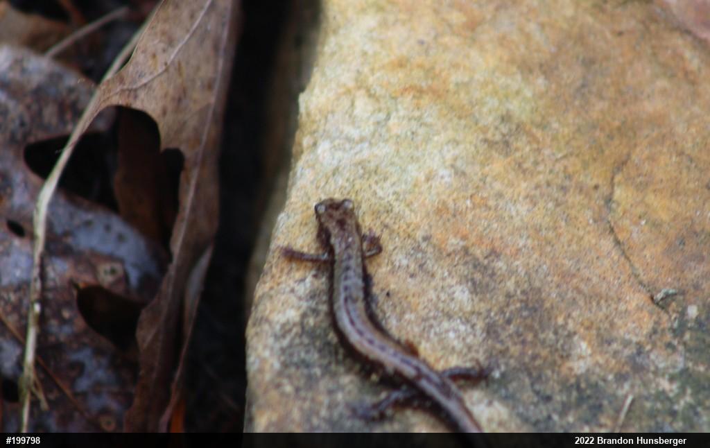 Allegheny Mountain Dusky Salamander