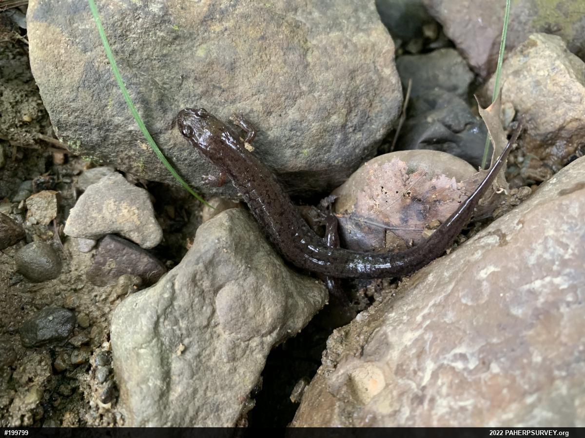 Northern Dusky Salamander