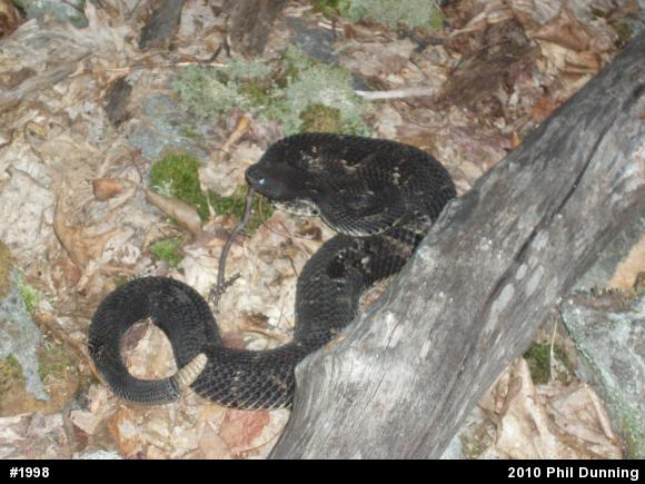 Timber Rattlesnake