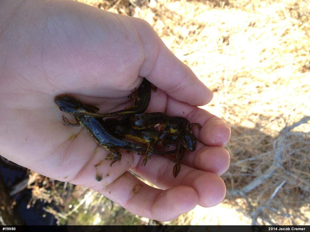 Red-spotted Newt