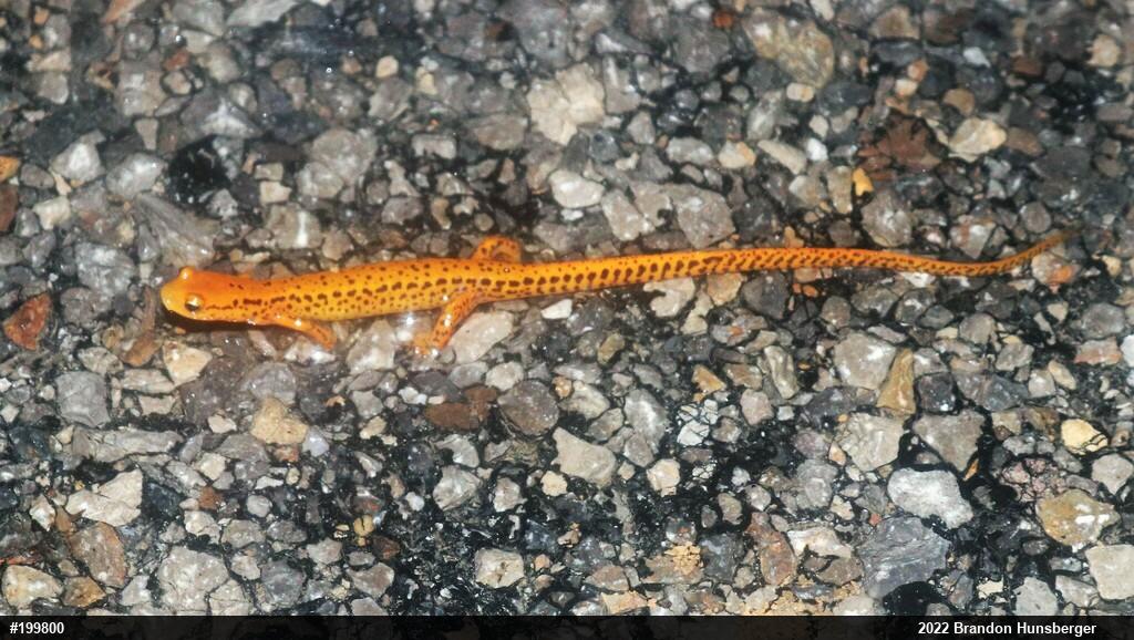 Eastern Long-tailed Salamander