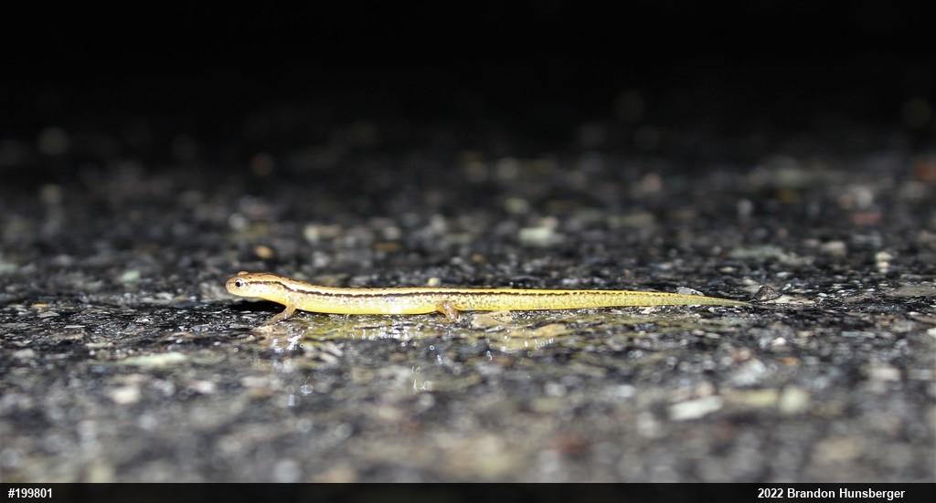 Northern Two-lined Salamander