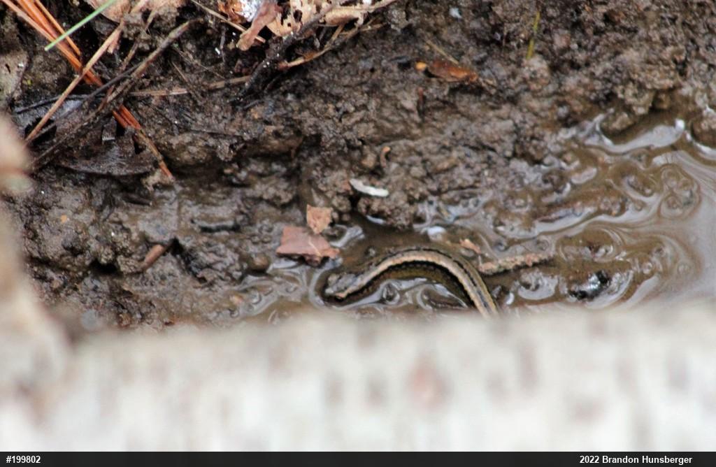 Northern Two-lined Salamander