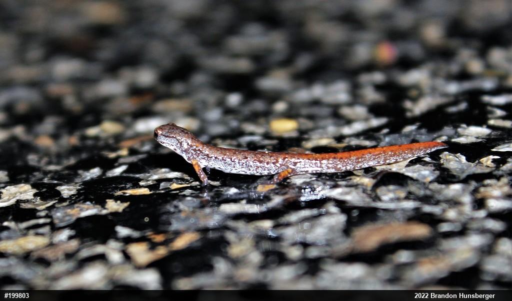 Four-toed Salamander