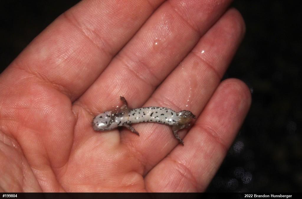Four-toed Salamander
