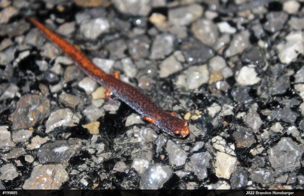 Four-toed Salamander