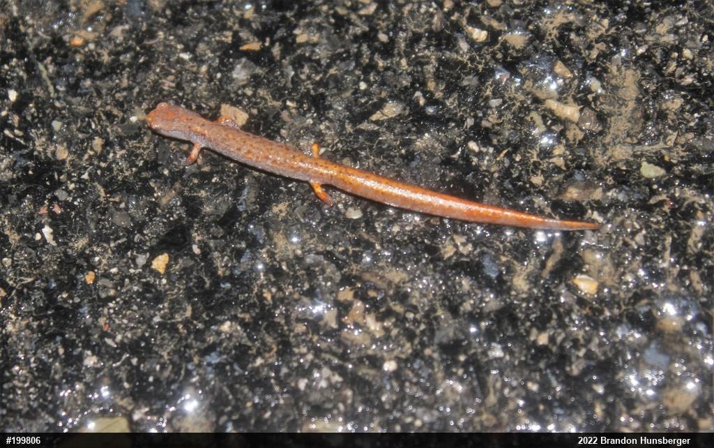 Four-toed Salamander
