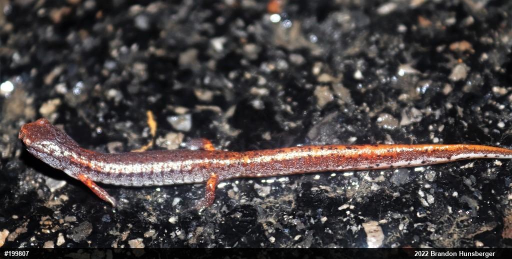 Four-toed Salamander