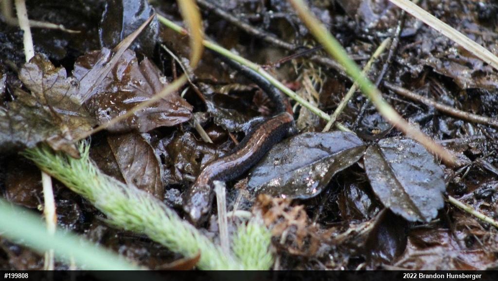 Eastern Red-backed  Salamander