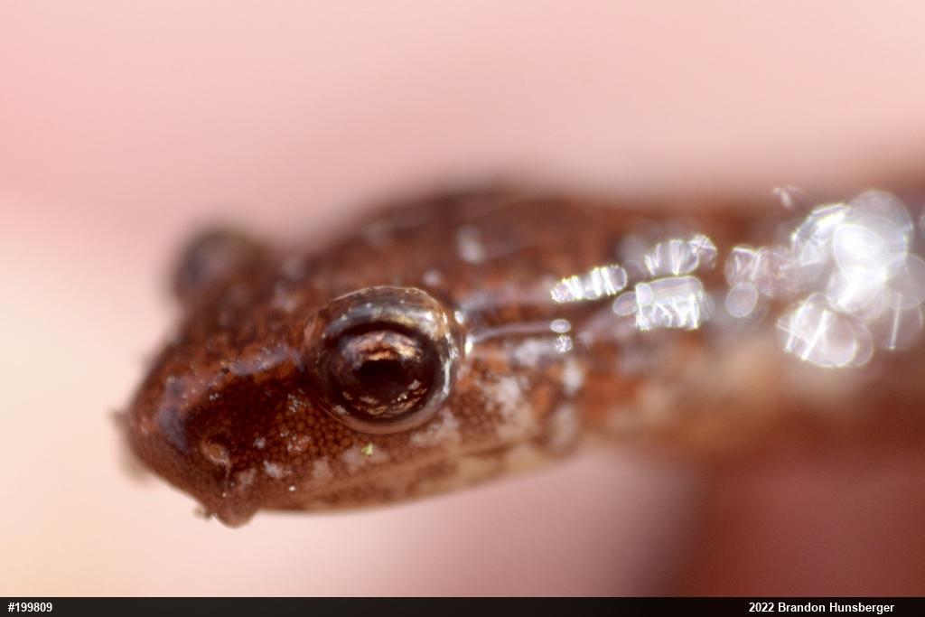 Eastern Red-backed  Salamander
