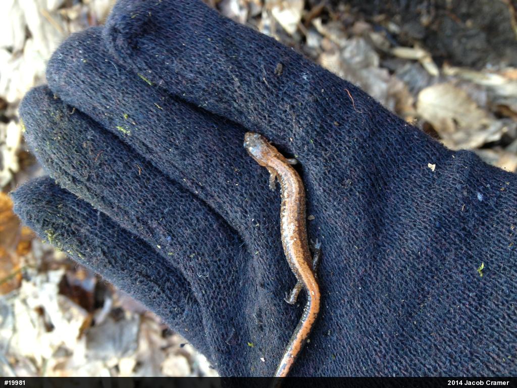 Eastern Red-backed  Salamander