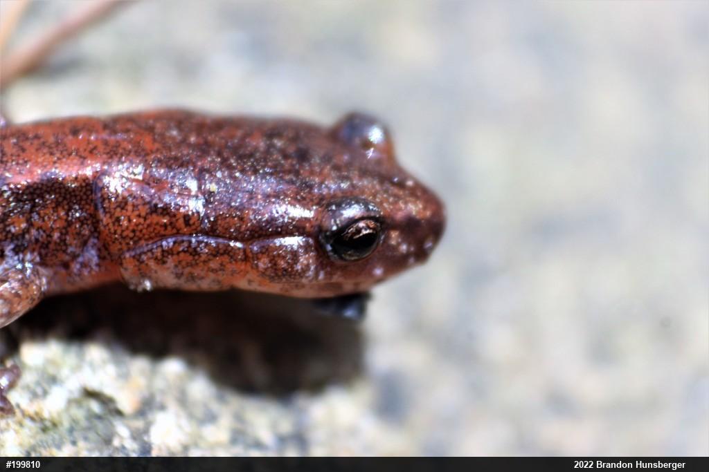 Eastern Red-backed  Salamander