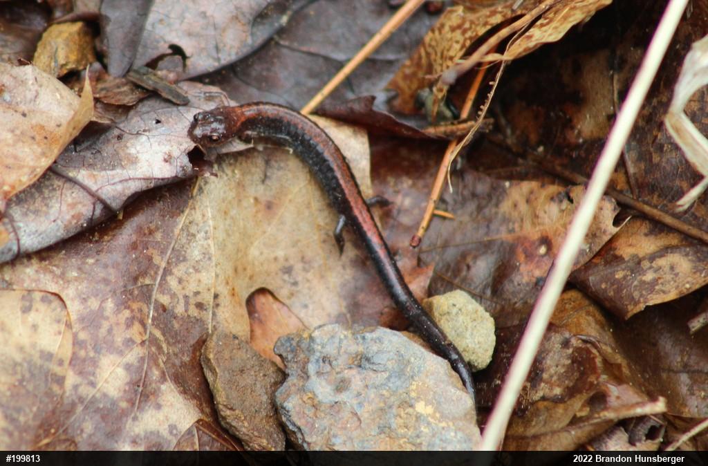 Eastern Red-backed  Salamander
