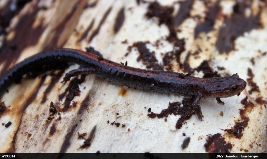 Eastern Red-backed  Salamander