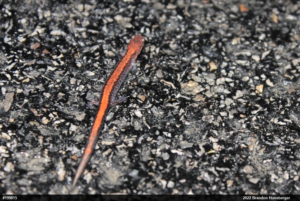 Eastern Red-backed  Salamander