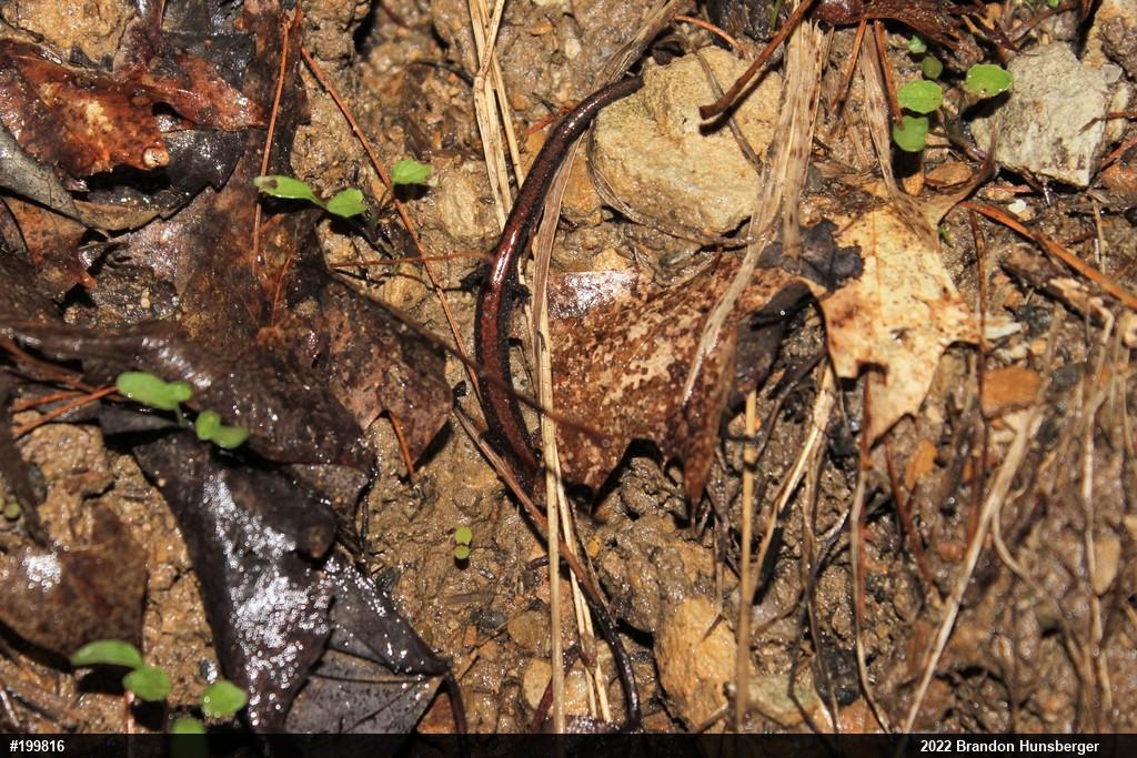 Eastern Red-backed  Salamander