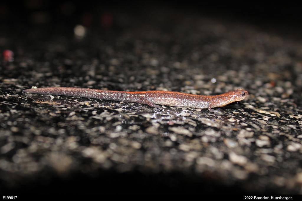 Eastern Red-backed  Salamander