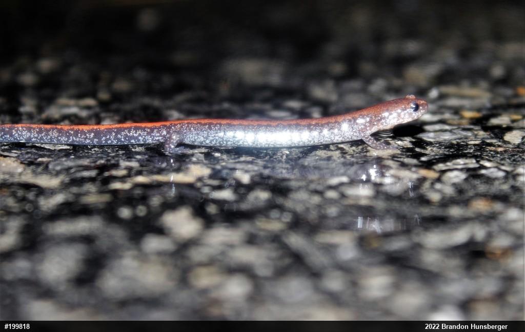 Eastern Red-backed  Salamander
