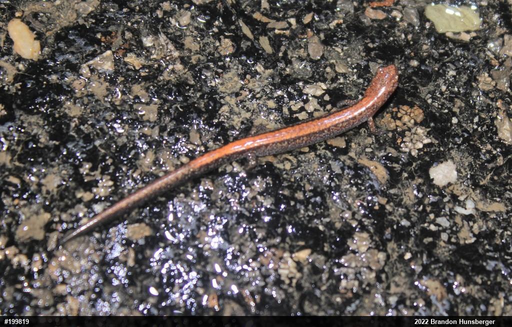 Eastern Red-backed  Salamander
