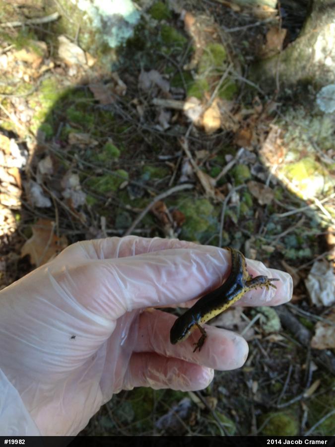 Red-spotted Newt