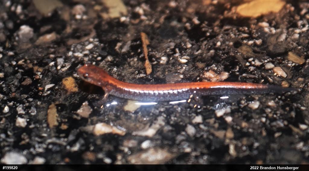 Eastern Red-backed  Salamander